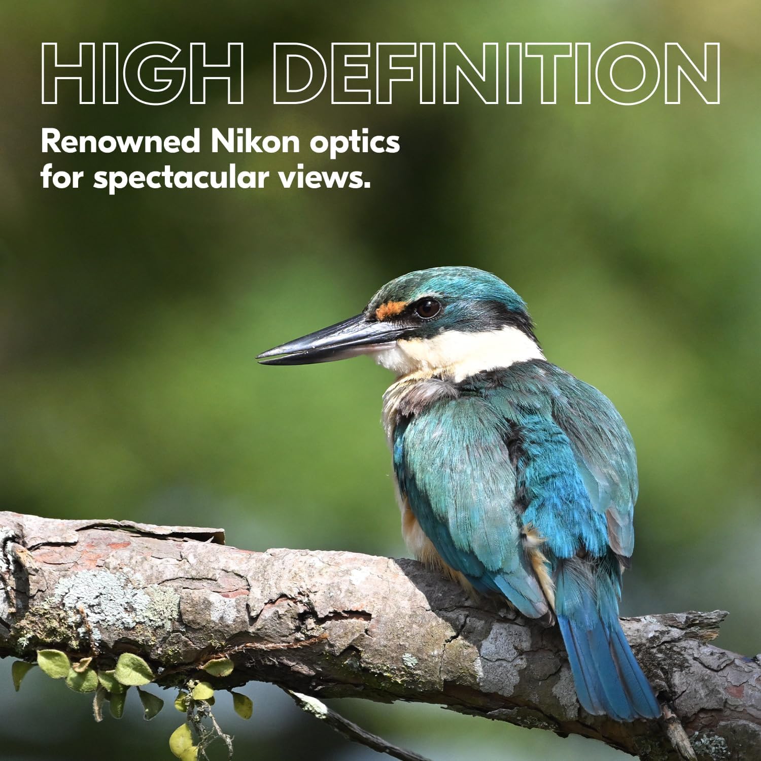 Nikon PROSTAFF P3 10x42 Binocular | Waterproof  fogproof  Rubber-Armored Full-Size Binocular  Wide Field of View & Long Eye Relief | Official Nikon USA Model