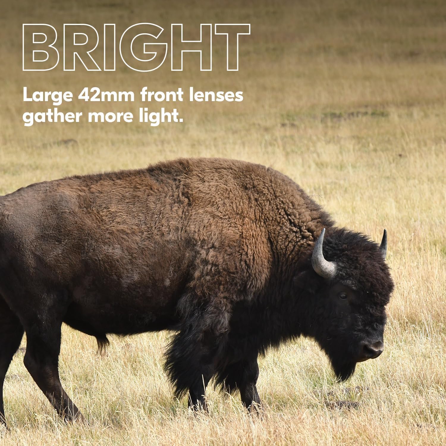 Nikon PROSTAFF P3 10x42 Binocular | Waterproof  fogproof  Rubber-Armored Full-Size Binocular  Wide Field of View & Long Eye Relief | Official Nikon USA Model